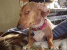 side-eye-dog-suspicious-look-ezgif.com-optimize.gif