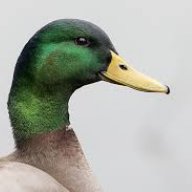 quack