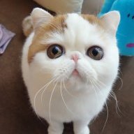 TFelix
