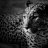 Joe_Sant