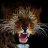 Wildcat