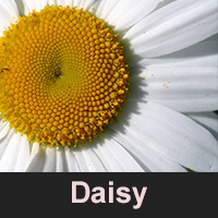 Daisy