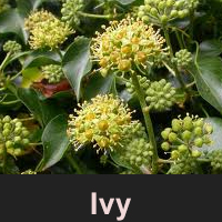 Ivy