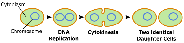 binary_fission.png